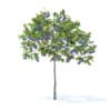 Plum Tree with Fruits 3D Model 2m (9521) - Image 7