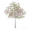 Plum Tree with Flowers 3D Model 3.2m (9523) - Image 3