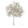Plum Tree with Flowers 3D Model 3.2m (9523) - Image 5