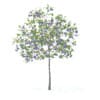Plum Tree with Fruits 3D Model 3.2m (9524) - Image 3