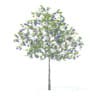 Plum Tree with Fruits 3D Model 3.2m (9524) - Image 5