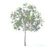 Plum Tree with Fruits 3D Model 3.2m (9524) - Image 7