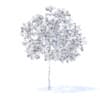 Plum Tree with Fruits 3D Model 3.2m (9524) - Image 8