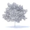Plum Tree 3D Model 5.2m (9525) - Image 2