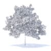 Plum Tree 3D Model 5.2m (9525) - Image 4