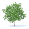 Plum Tree 3D Model 5.2m (9525) - Image 5