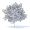 Plum Tree 3D Model 5.2m (9525) - Image 6
