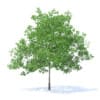 Plum Tree 3D Model 5.2m (9525) - Image 7