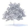 Plum Tree 3D Model 5.2m (9525) - Image 8