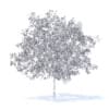Plum Tree with Flowers 3D Model 5.2m (9526) - Image 2