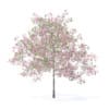 Plum Tree with Flowers 3D Model 5.2m (9526) - Image 3