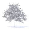 Plum Tree with Flowers 3D Model 5.2m (9526) - Image 4