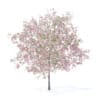 Plum Tree with Flowers 3D Model 5.2m (9526) - Image 5