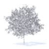 Plum Tree with Flowers 3D Model 5.2m (9526) - Image 6