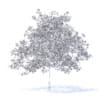 Plum Tree with Flowers 3D Model 5.2m (9526) - Image 8