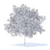 Plum Tree with Fruits 3D Model 5.2m (9527) - Image 2