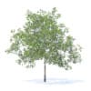 Plum Tree with Fruits 3D Model 5.2m (9527) - Image 3