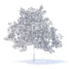 Plum Tree with Fruits 3D Model 5.2m (9527) - Image 4
