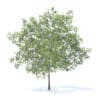 Plum Tree with Fruits 3D Model 5.2m (9527) - Image 5