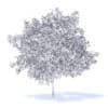 Plum Tree with Fruits 3D Model 5.2m (9527) - Image 6