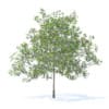 Plum Tree with Fruits 3D Model 5.2m (9527) - Image 7