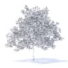 Plum Tree with Fruits 3D Model 5.2m (9527) - Image 8