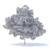 Plum Tree 3D Model 7.1m (9528) - Image 2