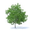 Plum Tree 3D Model 7.1m (9528) - Image 3