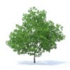 Plum Tree 3D Model 7.1m (9528) - Image 5