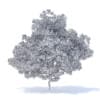 Plum Tree 3D Model 7.1m (9528) - Image 6