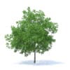 Plum Tree 3D Model 7.1m (9528) - Image 7