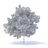 Plum Tree 3D Model 7.1m (9528) - Image 8