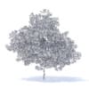 Plum Tree with Flowers 3D Model 7.1m (9529) - Image 2