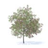 Plum Tree with Flowers 3D Model 7.1m (9529) - Image 3