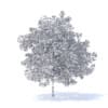 Plum Tree with Flowers 3D Model 7.1m (9529) - Image 4