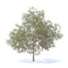 Plum Tree with Flowers 3D Model 7.1m (9529) - Image 5