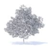 Plum Tree with Flowers 3D Model 7.1m (9529) - Image 6