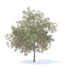 Plum Tree with Flowers 3D Model 7.1m (9529) - Image 7