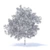 Plum Tree with Flowers 3D Model 7.1m (9529) - Image 8