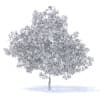 Plum Tree with Fruits 3D Model 7.1m (9530) - Image 2