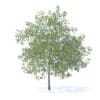 Plum Tree with Fruits 3D Model 7.1m (9530) - Image 3