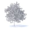 Plum Tree with Fruits 3D Model 7.1m (9530) - Image 4