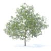 Plum Tree with Fruits 3D Model 7.1m (9530) - Image 5