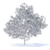 Plum Tree with Fruits 3D Model 7.1m (9530) - Image 6
