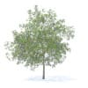 Plum Tree with Fruits 3D Model 7.1m (9530) - Image 7