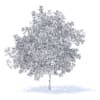 Plum Tree with Fruits 3D Model 7.1m (9530) - Image 8