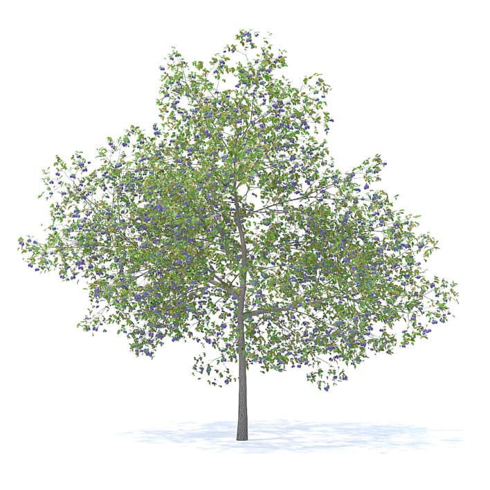 Plum Tree with Fruits 3D Model 7.1m (9530)