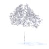 Cherry Tree with Flowers 3D Model 2.5m (9532) - Image 8