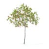 Cherry Tree with Fruits 3D Model 2.5m (9533) - Image 5
