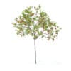 Cherry Tree with Fruits 3D Model 2.5m (9533) - Image 7